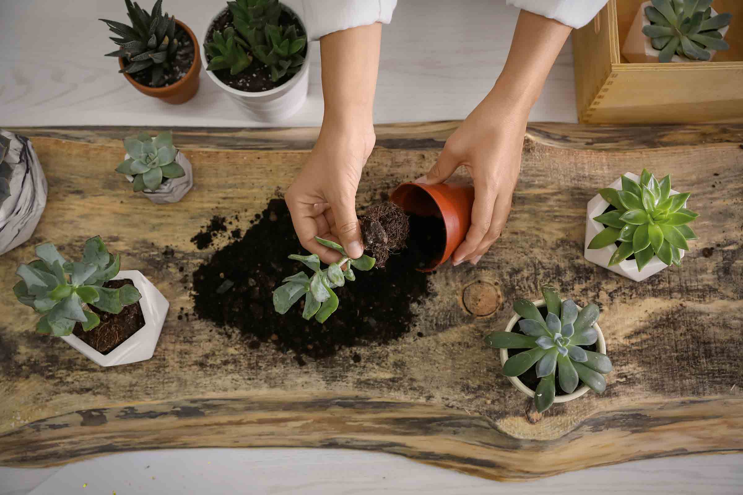 Een persoon plant vetplanten in potten op een houten tafel.