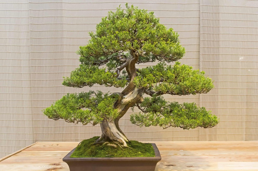 
				Jeneverbes Bonsai (Juniperus) | HORNBACH

			