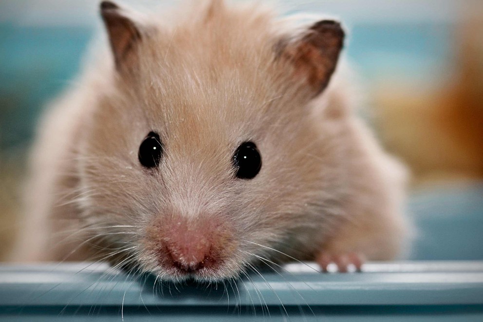 Hamsters verzorgen