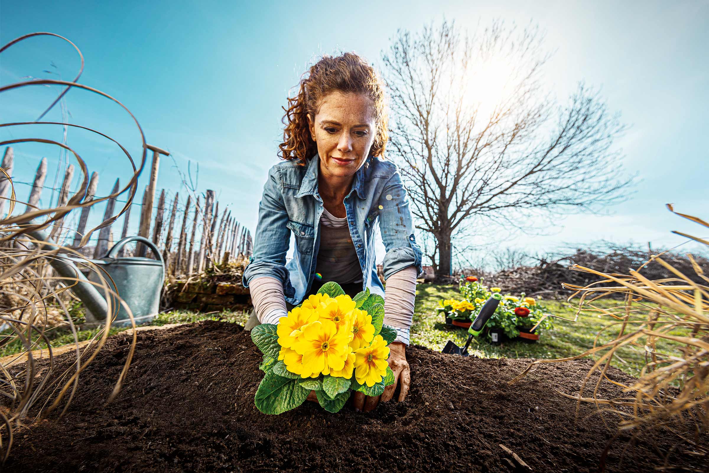 Vrouw plant gele primula's in de tuin.