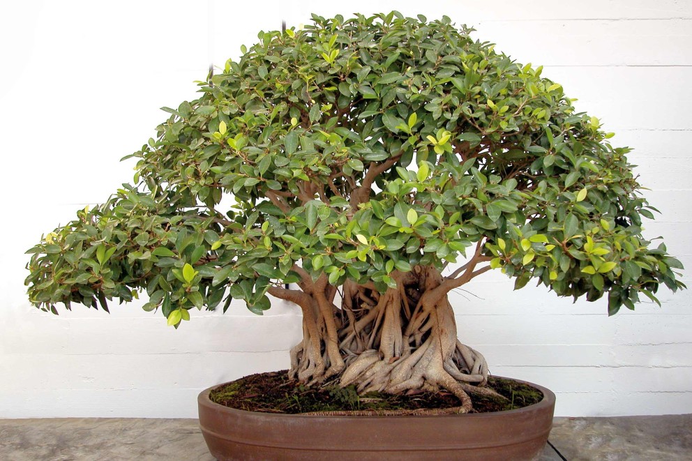 
				Chinese vijg (Ficus microcarpa ‘Ginseng’) | HORNBACH

			