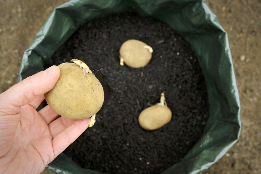 Aardappelen telen in een plantenzak | HORNBACH Aardappelen telen in een plantenzak | HORNBACH