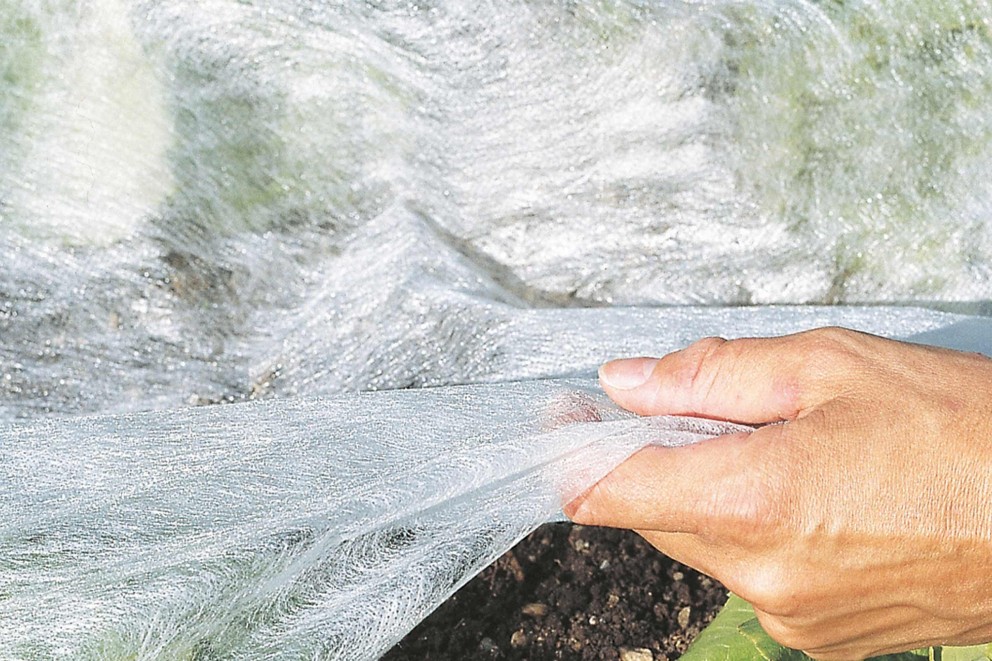 Aardbeien kweken | overwinteren | HORNBACH Aardbeien kweken | overwinteren | HORNBACH