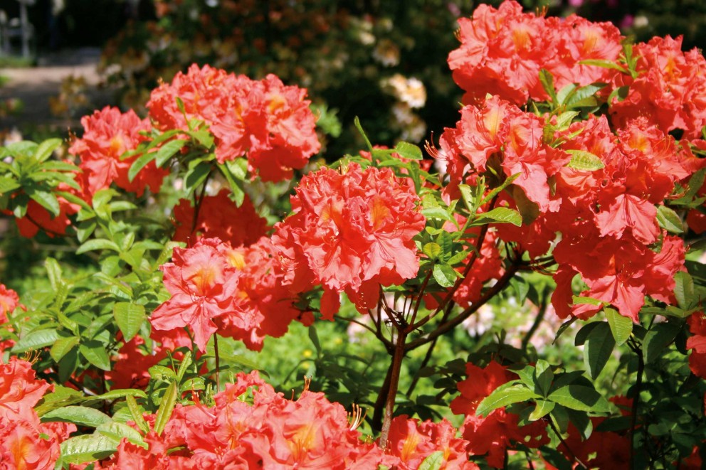 Rhododendrons verzorgen | juiste plaats | HORNBACH Rhododendrons verzorgen | juiste plaats | HORNBACH