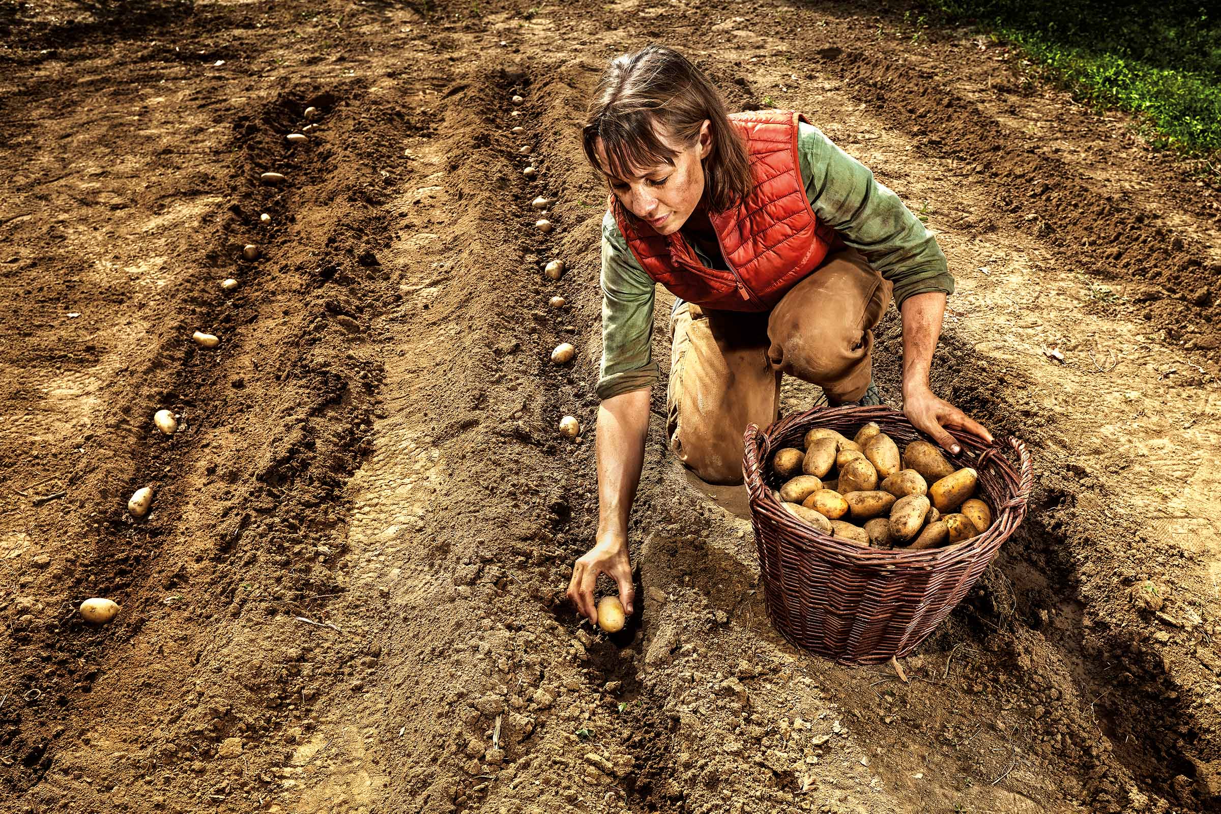 Vrouw plant aardappelen op een veld met een mand vol aardappelen