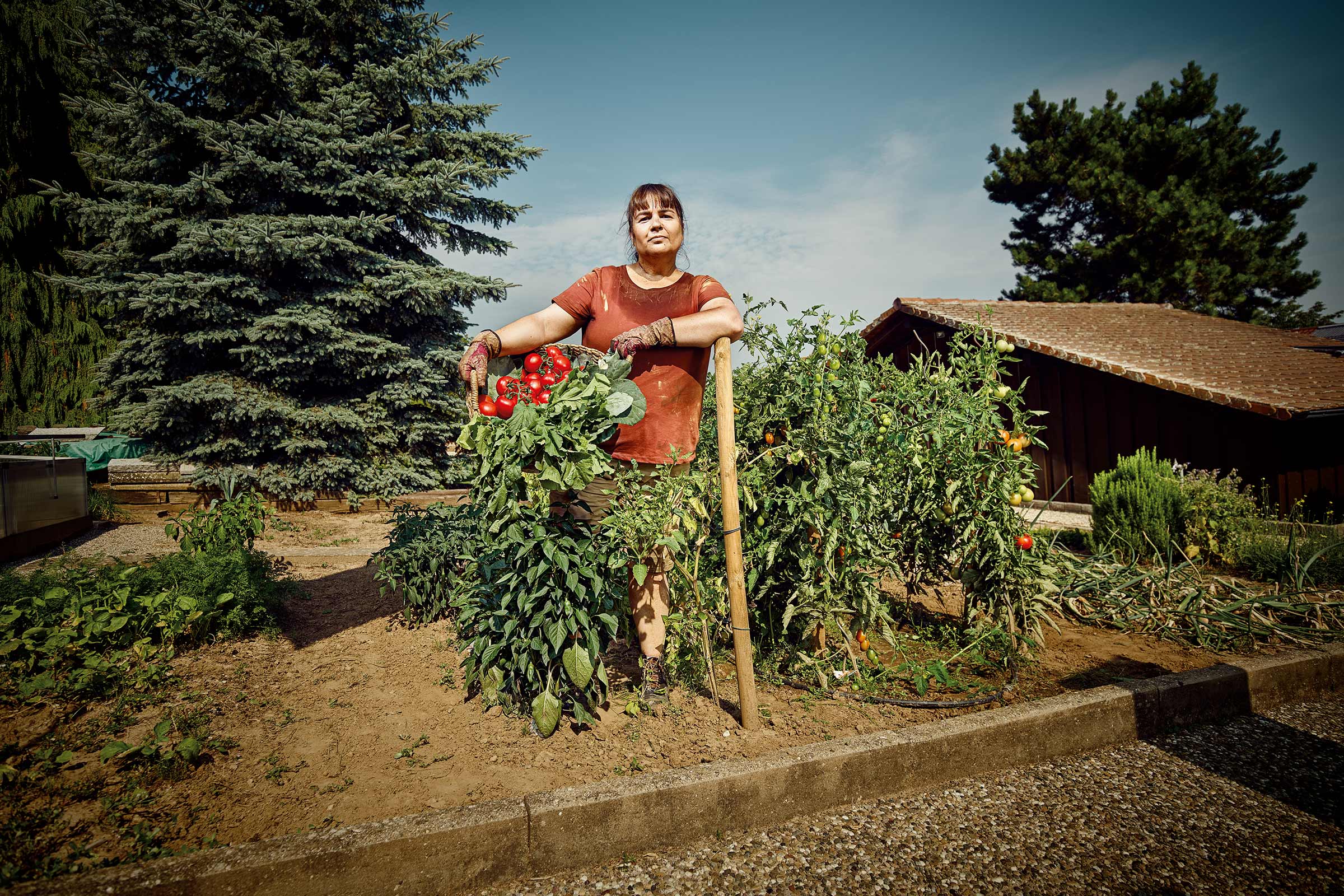 Tuinvrouw met oogstmand in de moestuin met tomatenplanten en tuingereedschap