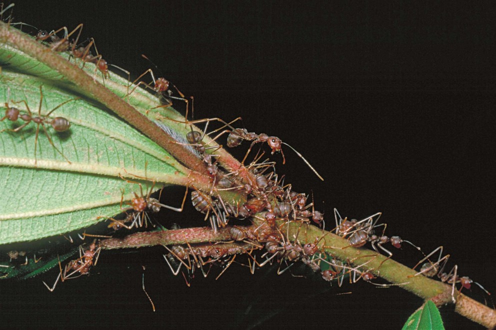Planten beschermen | insecticiden | HORNBACH Planten beschermen | insecticiden | HORNBACH