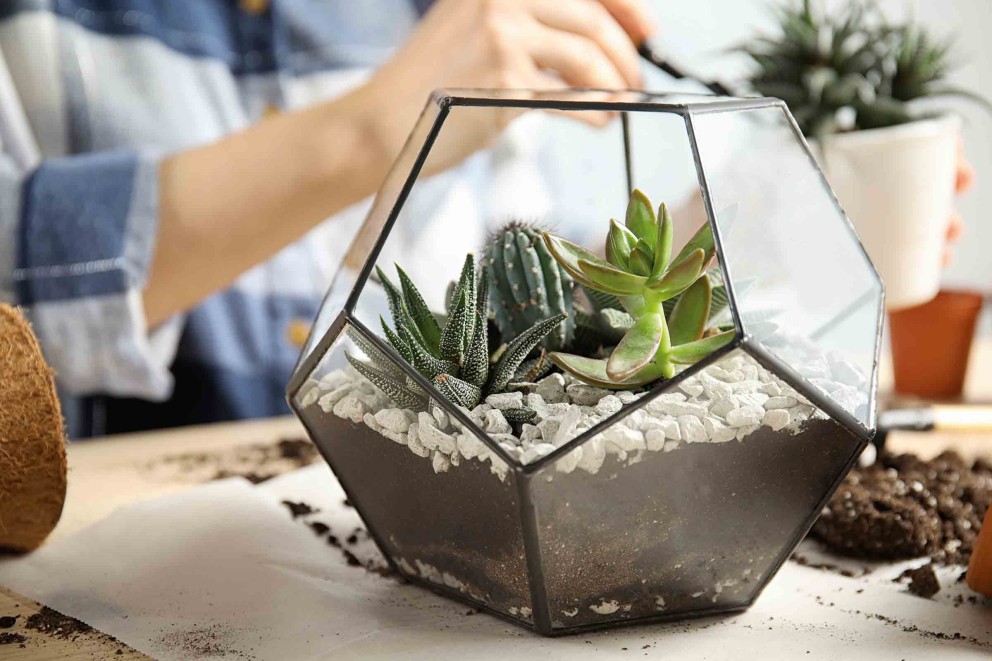 Vetplanten in terrarium | HORNBACH Vetplanten in terrarium | HORNBACH