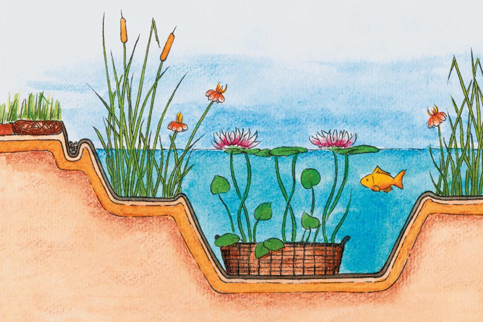 Vijver beplanten | HORNBACH! Vijver beplanten | HORNBACH!