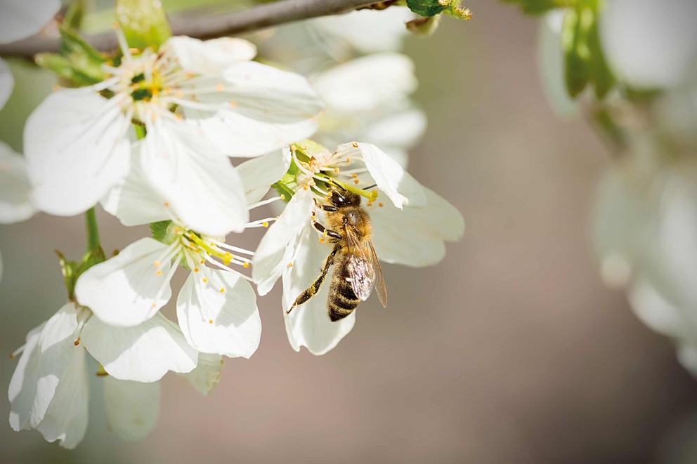 Fruitbomen planten | zelfbestuiving kruisbestuiving | HORNBACH Fruitbomen planten | zelfbestuiving kruisbestuiving | HORNBACH