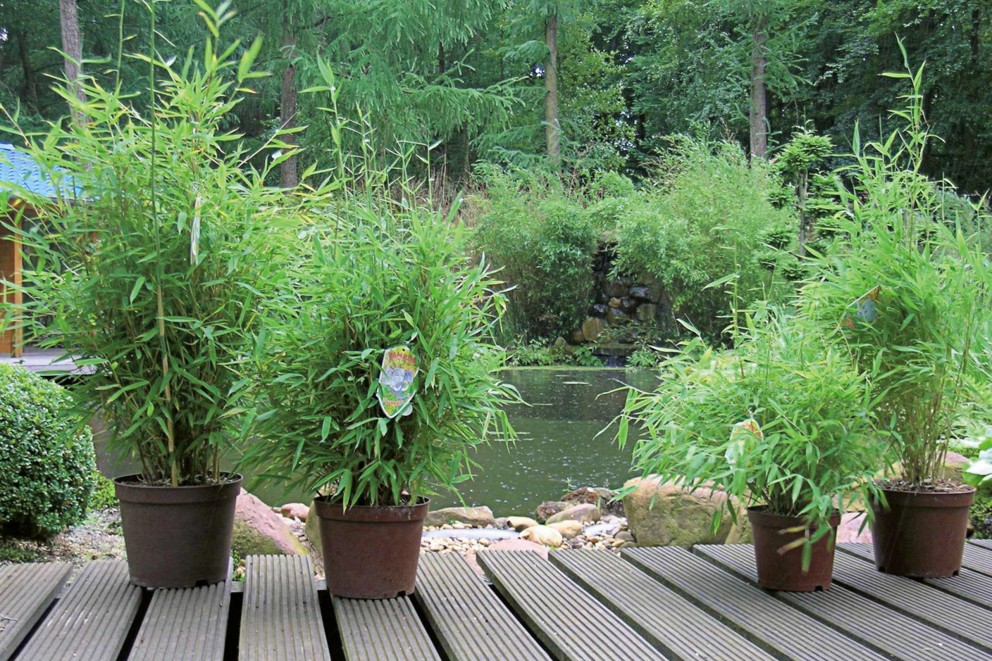 Paraplubamboe (Fargesia) . HORNBACH Paraplubamboe (Fargesia) . HORNBACH