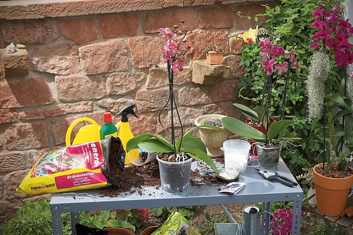 Orchidee verpotten 1 | HORNBACH
Orchidee verpotten 1 | HORNBACH