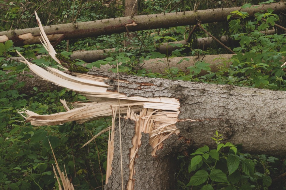 Stormschade aan bomen herstellen | HORNBACH Stormschade aan bomen herstellen | HORNBACH
