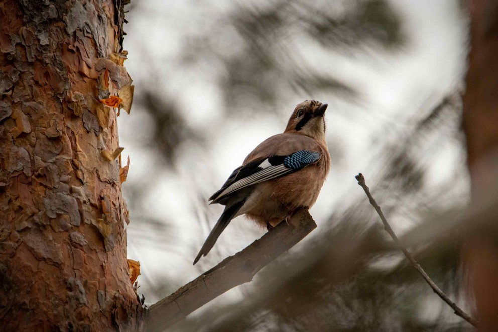 vogels in de tuin . HORNBACH vogels in de tuin . HORNBACH