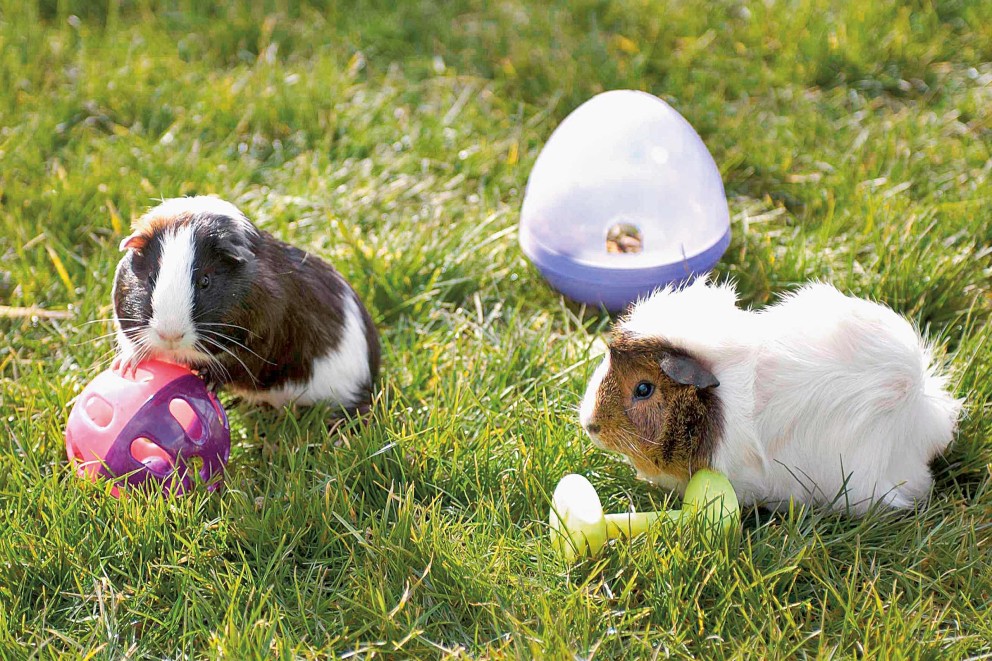 Cavia's
