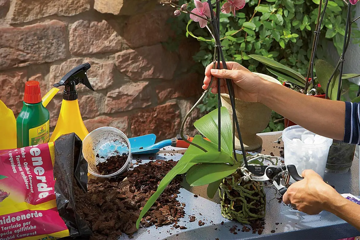 Orchidee verpotten 3 | HORNBACH
Orchidee verpotten 3 | HORNBACH