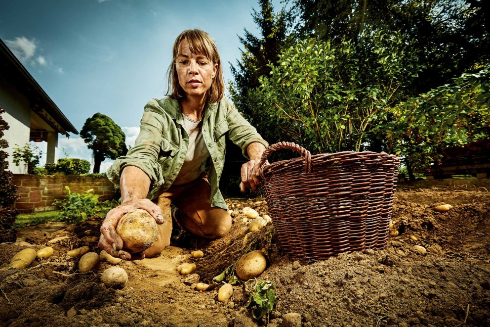 Aardappelen oogsten | HORNBACH Aardappelen oogsten | HORNBACH