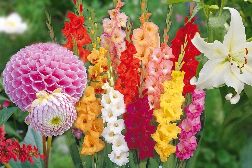 Zomerbloeiers bloembollen planten | HORNBACH Zomerbloeiers bloembollen planten | HORNBACH