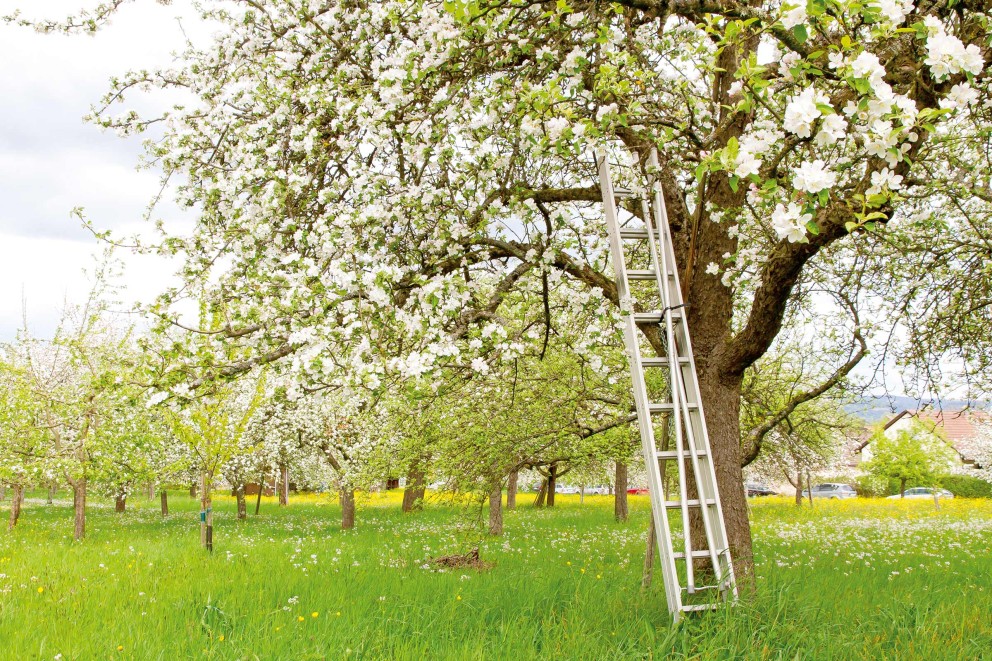 
				Fruitbomen planten | hoogstam | HORNBACH

			