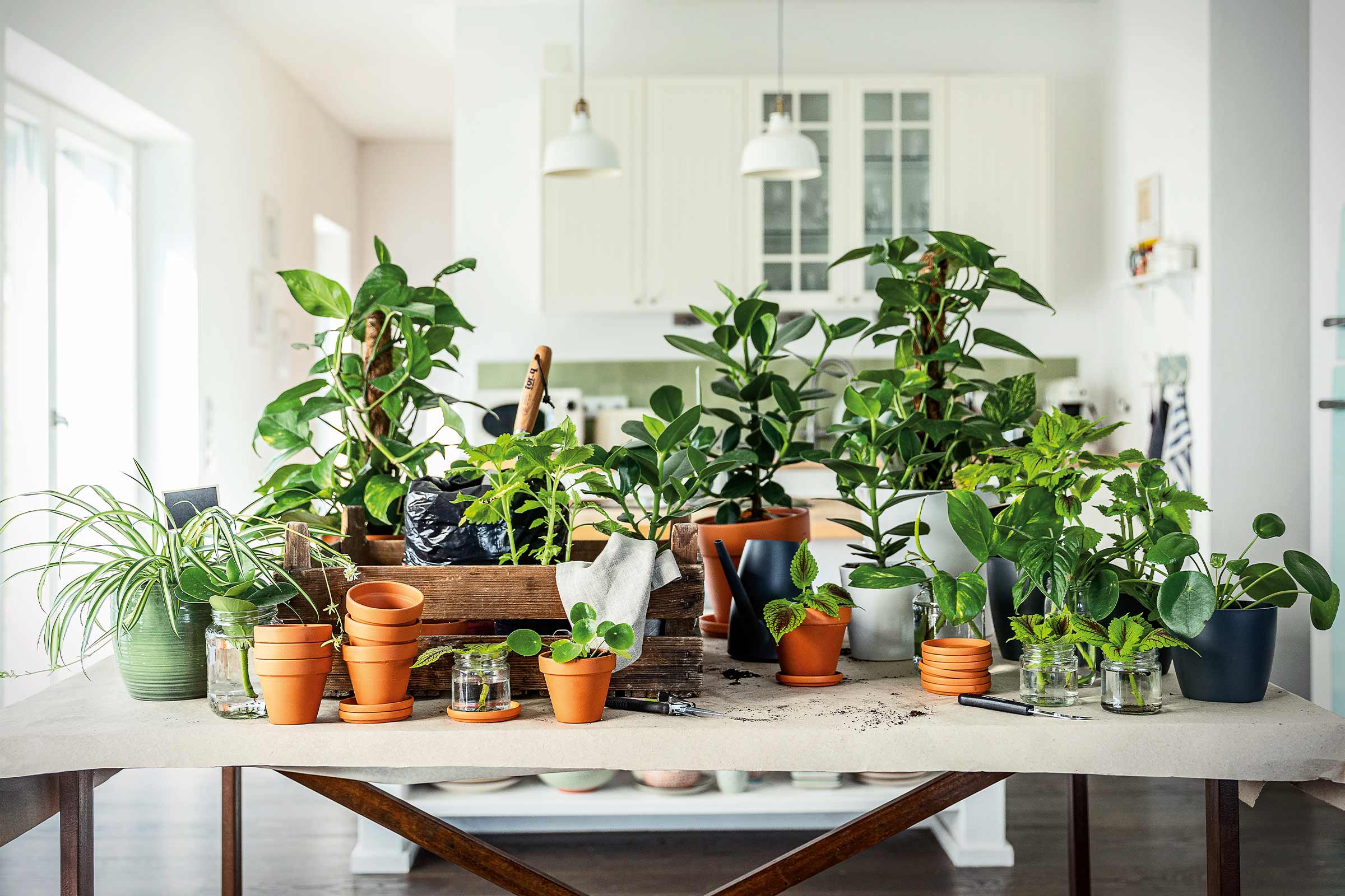 Arrangement van kamerplanten, potten en tuingereedschap op een tafel in een lichte ruimte.