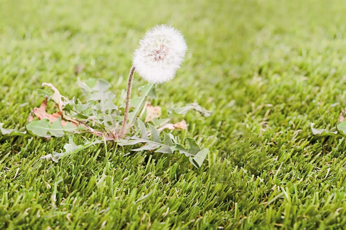 Planten beschermen | herbiciden | HORNBACH
Planten beschermen | herbiciden | HORNBACH