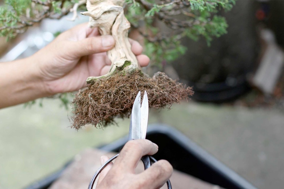 Bonsai verpotten | HORNBACH Bonsai verpotten | HORNBACH