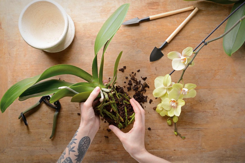 Orchideeën verzorgen . HORNBACH Orchideeën verzorgen . HORNBACH