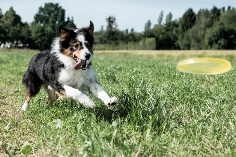 Honden houden en verzorgen