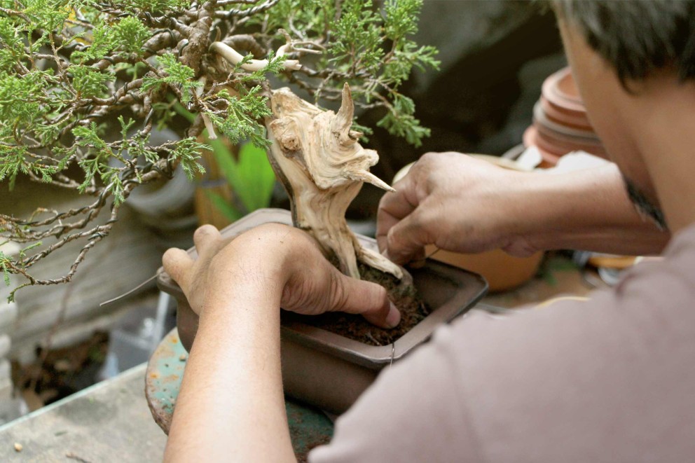 Bonsai verpotten | HORNBACH Bonsai verpotten | HORNBACH