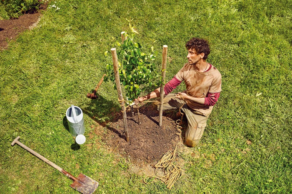 Bomen en struiken verzorgen