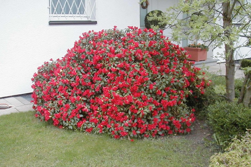 
				Rhododendrons verzorgen | repens hybrid | HORNBACH

			
