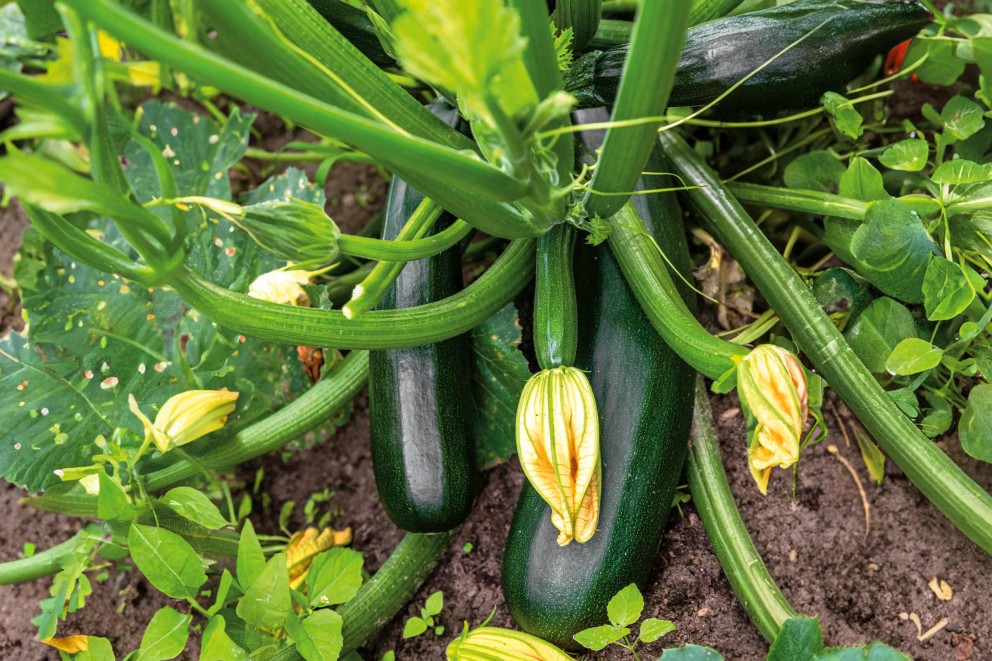 Courgetteplanten in de tuin