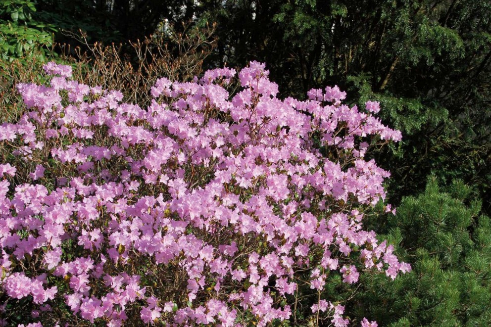 
				Rhododendrons verzorgen | carolinianum | HORNBACH

			