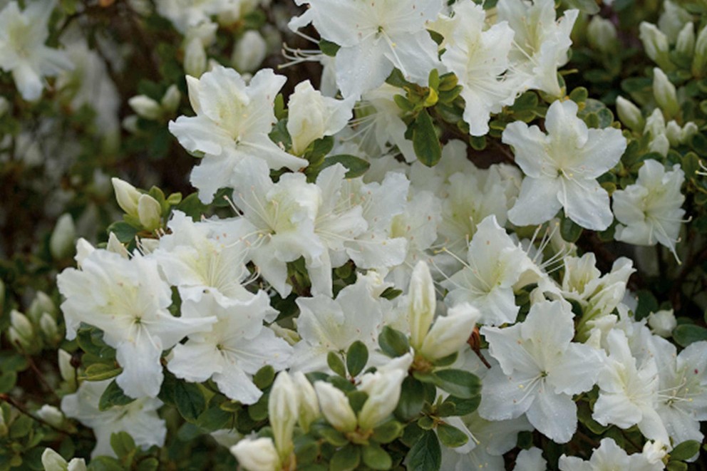 
				Rhododendrons verzorgen | obtusum | HORNBACH

			