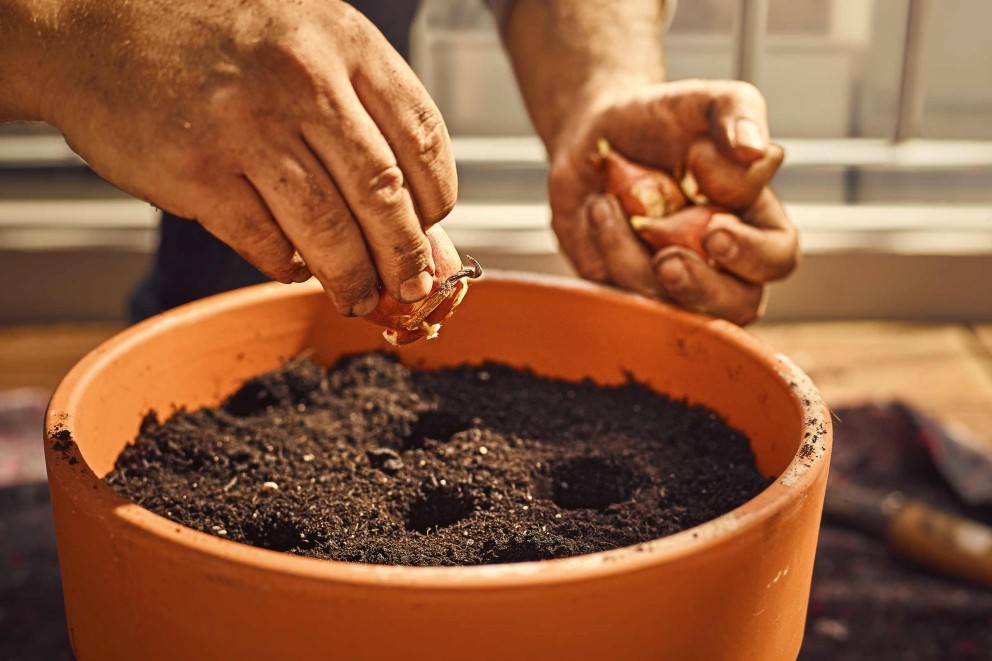 Bloembollen planten . HORNBACH