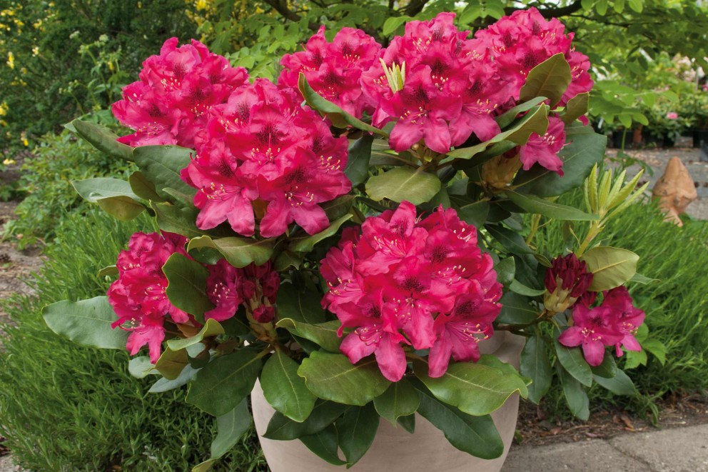 Rhododendron verzorgen | HORNBACH Rhododendron verzorgen | HORNBACH