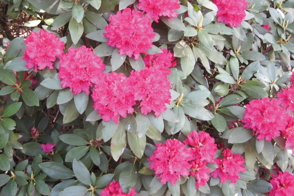 
				Rhododendrons verzorgen | inkarho | HORNBACH

			