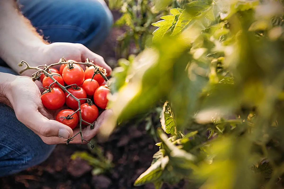 Groentes verbouwen | tomaten | HORNBACH
Groentes verbouwen | tomaten | HORNBACH