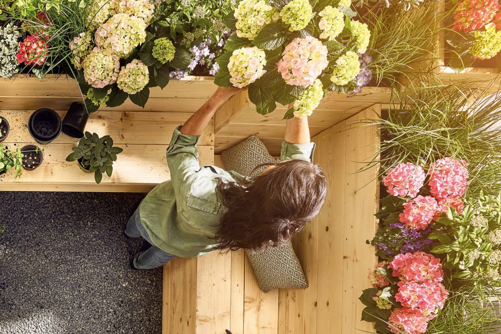 Balkon en terrasplanten | verzorging | HORNBACH Balkon en terrasplanten | verzorging | HORNBACH