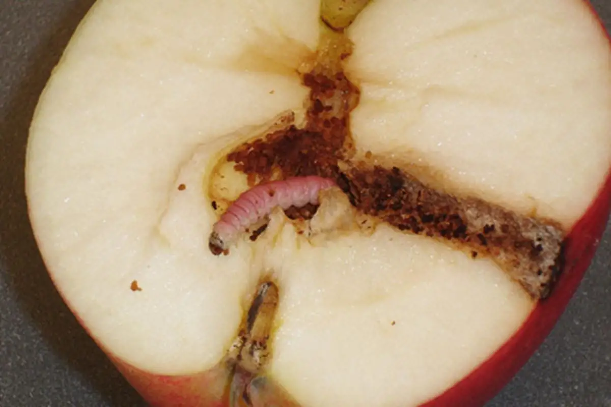 Aaltjes tegen fruitmotten | HORNBACH
