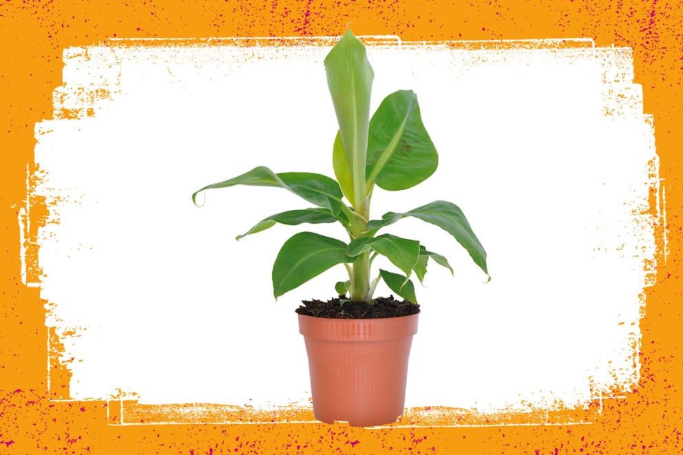 Musa | Groene kamerplanten kiezen | HORNBACH Musa | Groene kamerplanten kiezen | HORNBACH