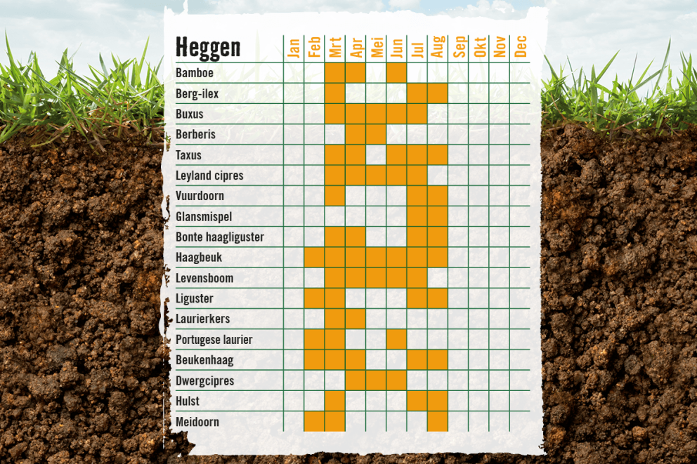Wanneer je heg snoeien? Bekijk de kalender! . HORNBACH Wanneer je heg snoeien? Bekijk de kalender! . HORNBACH