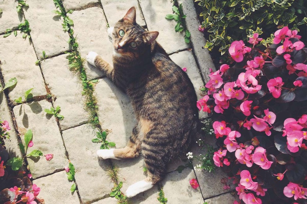 Honden en katten verjagen | HORNBACH Honden en katten verjagen | HORNBACH
