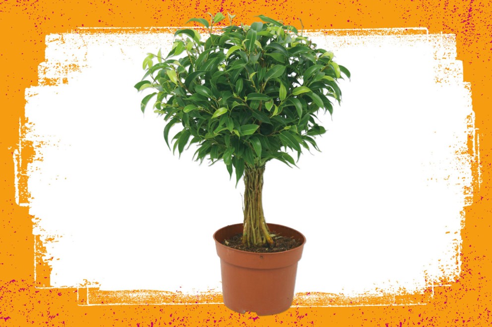 Ficus | Groene kamerplanten kiezen | HORNBACH Ficus | Groene kamerplanten kiezen | HORNBACH