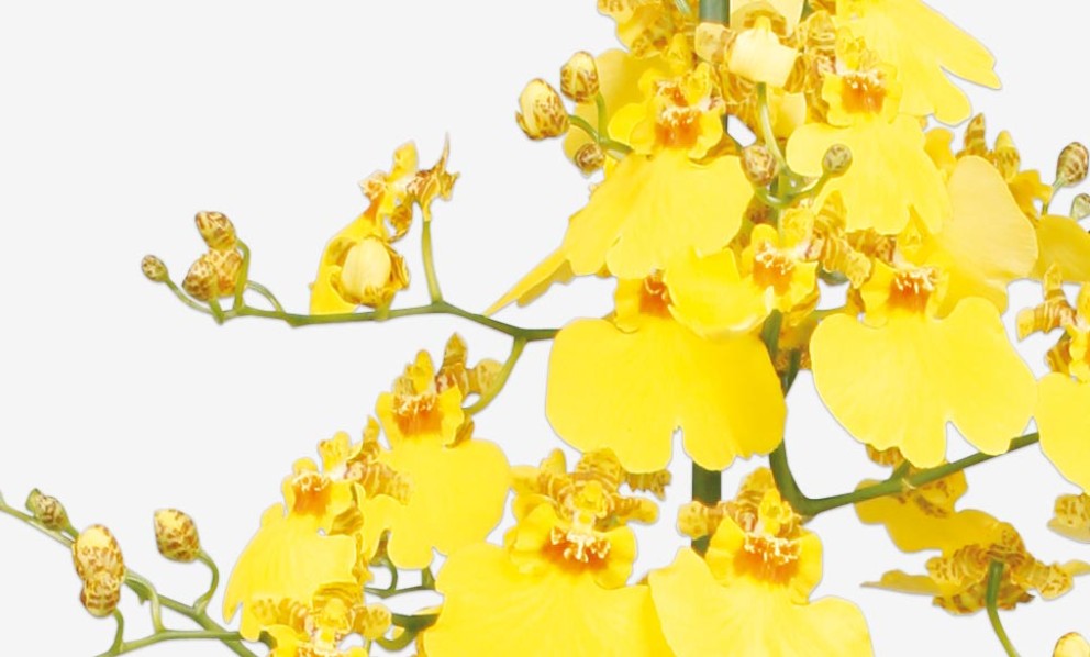 
				Oncidium orchidee | HORNBACH

			