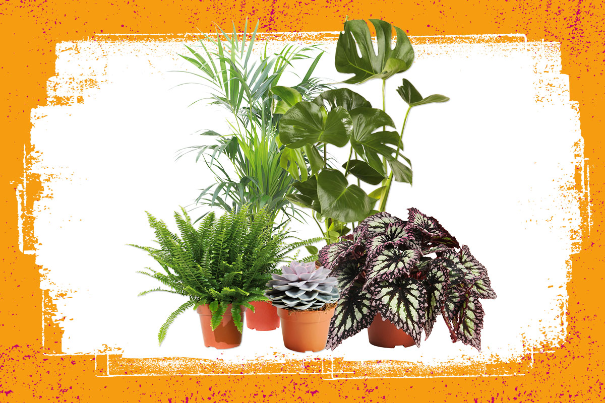 Diverse kamerplanten zoals Monstera, palm, varen, begonia en vetplant in potten.