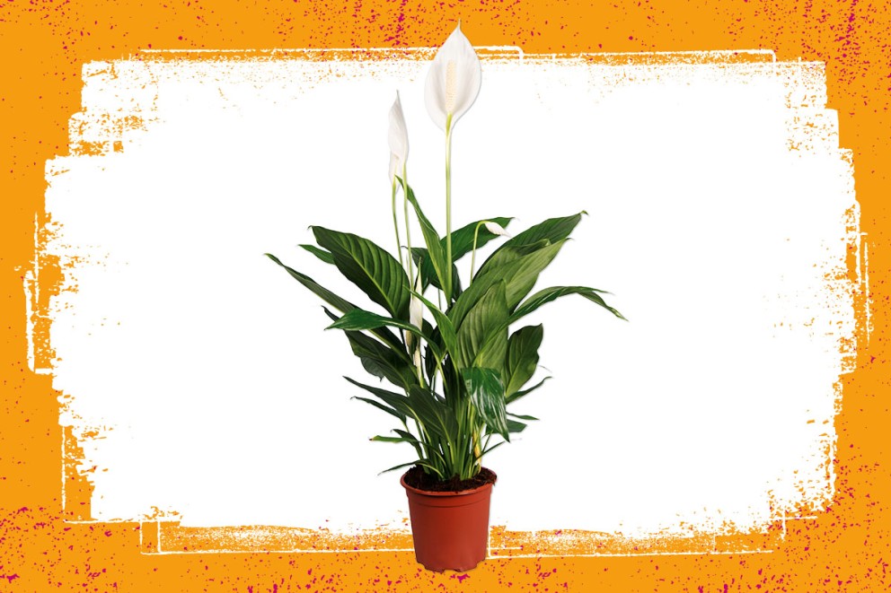 Spathiphyllum | Bloeiende kamerplanten kiezen | HORNBACH Spathiphyllum | Bloeiende kamerplanten kiezen | HORNBACH