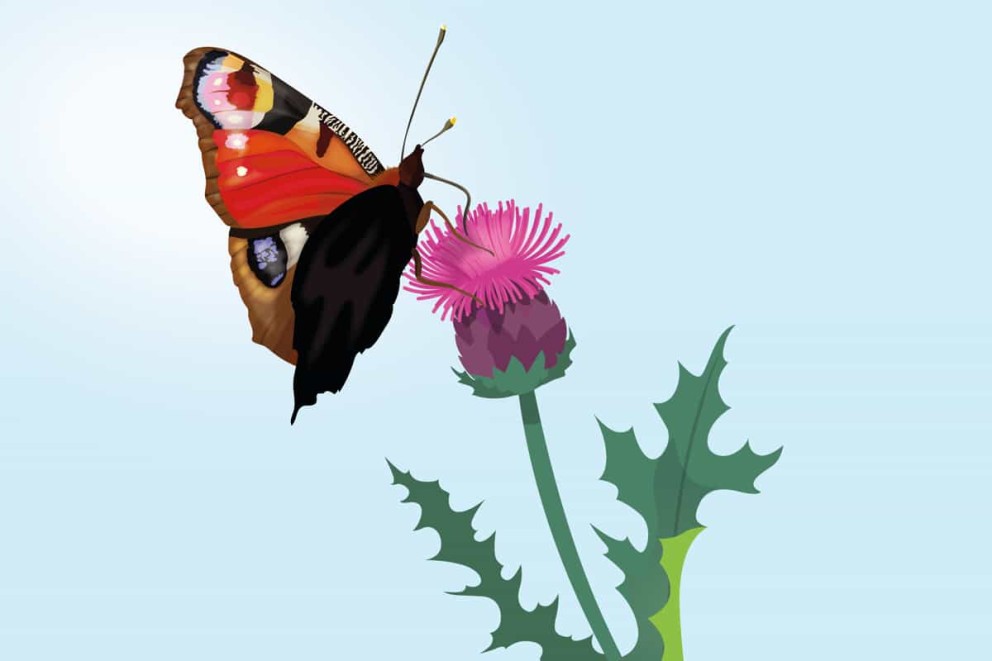 Illustratie van een vlinder op een bloem
