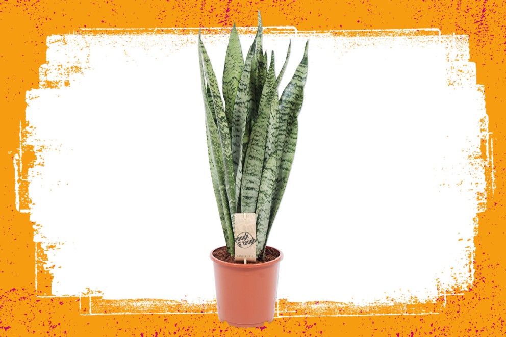 Sansevieria | Groene kamerplanten kiezen | HORNBACH Sansevieria | Groene kamerplanten kiezen | HORNBACH