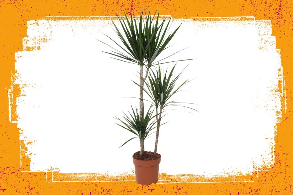 Dracaena | Groene kamerplanten kiezen | HORNBACH Dracaena | Groene kamerplanten kiezen | HORNBACH